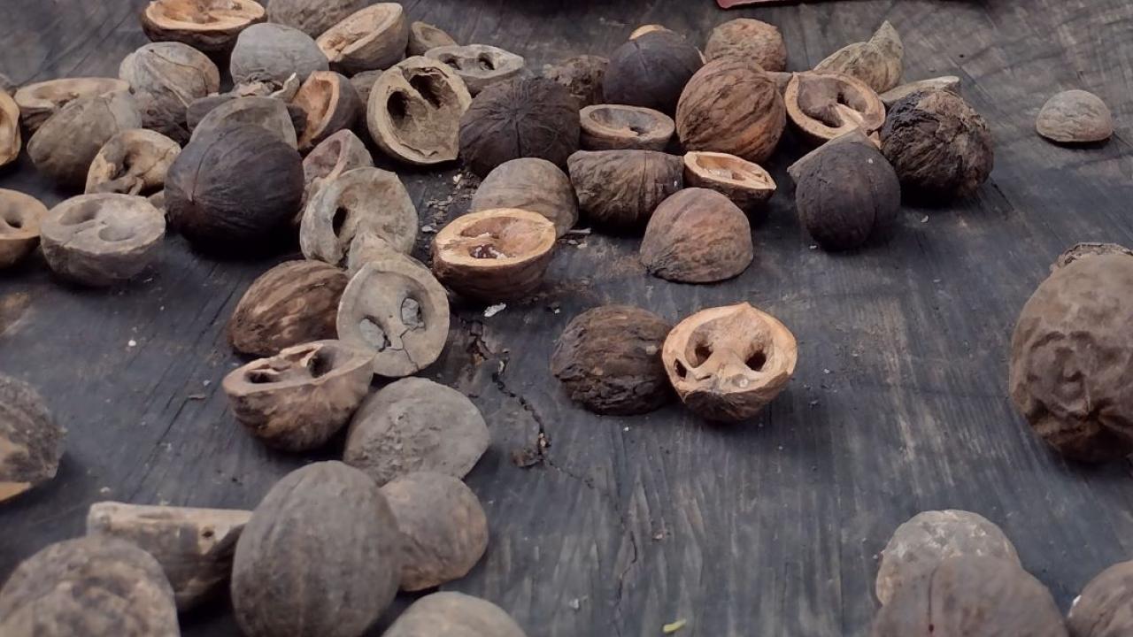 Walnuts on a wood table, some walnuts halved and some whole