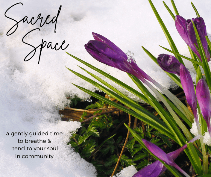 some purple flowers on top of snow